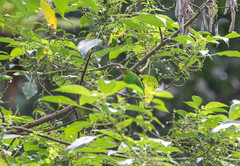 Chloropsis sonnerati