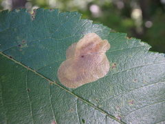 Cameraria ulmella