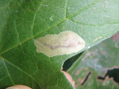 Cameraria saccharella