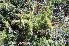Condalia megacarpa