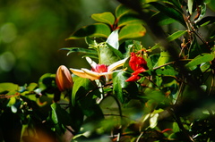 Passiflora aurantia aurantia