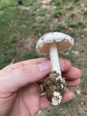 Amanita longipes