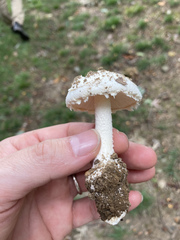 Amanita longipes