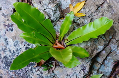 Thamnopteris