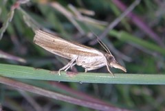 Fissicrambus profanellus