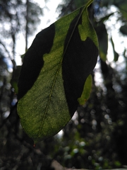 Eucalyptus brookeriana