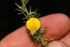 Aspalathus asparagoides asparagoides