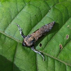 Hyaleucerea gigantea