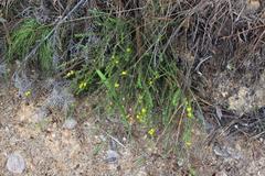 Aspalathus asparagoides asparagoides
