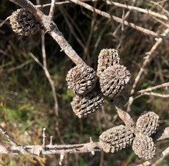 Allocasuarina mackliniana