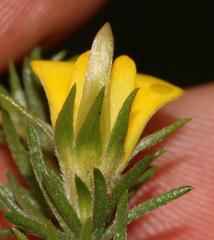 Aspalathus asparagoides asparagoides