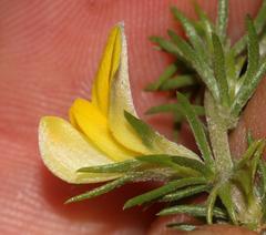 Aspalathus asparagoides asparagoides