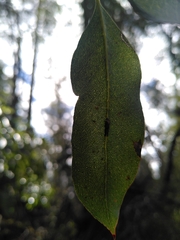 Eucalyptus brookeriana