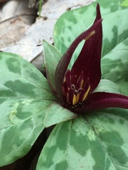 Trillium decumbens
