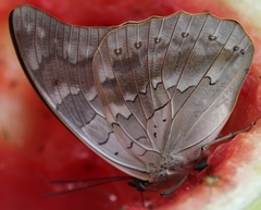 Archaeoprepona demophon