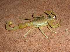 Apistobuthus pterygocercus