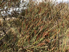 Allocasuarina mackliniana