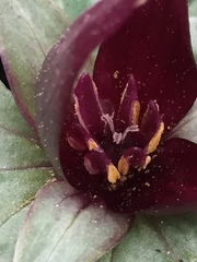 Trillium decumbens