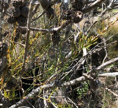 Allocasuarina mackliniana