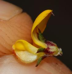 Aspalathus cordicarpa