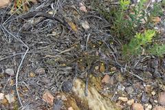 Aspalathus cordicarpa