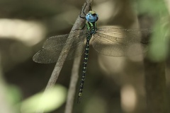 Triacanthagyna caribbea