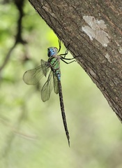 Triacanthagyna caribbea