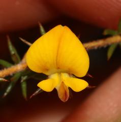 Aspalathus cordicarpa