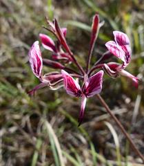 Pelargonium dipetalum