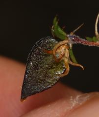 Aspalathus cordicarpa