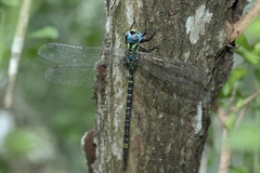 Triacanthagyna caribbea