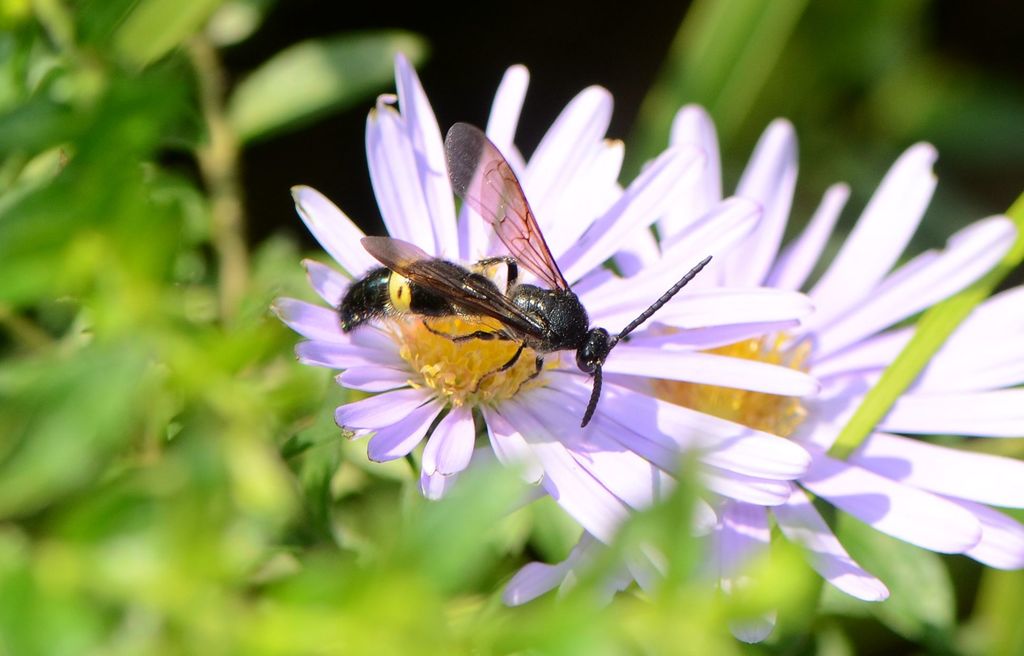 Scolia formosicola