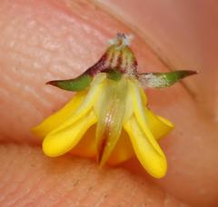 Aspalathus cordicarpa