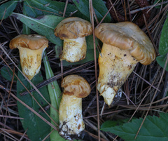 Cantharellus roseocanus