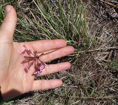 Pelargonium dipetalum
