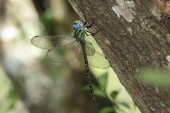 Triacanthagyna caribbea