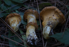 Cantharellus roseocanus