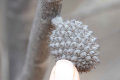 Allocasuarina campestris