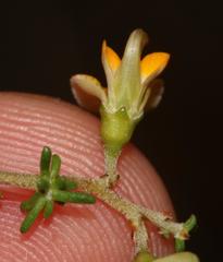 Aspalathus divaricata divaricata