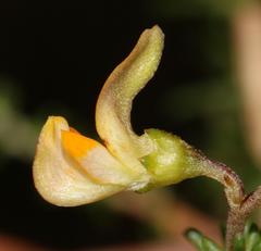 Aspalathus divaricata divaricata