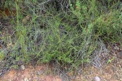 Aspalathus divaricata divaricata