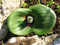 Massonia