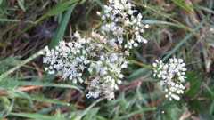 Eupatorium rotundifolium