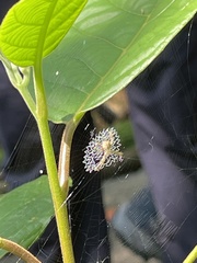 Argiope aemula