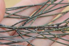 Allocasuarina campestris