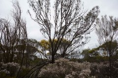 Allocasuarina campestris
