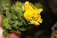 Aspalathus securifolia