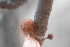 Allocasuarina campestris