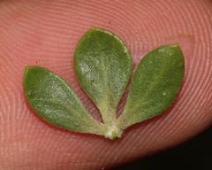 Aspalathus securifolia