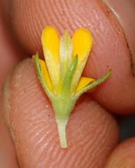 Aspalathus securifolia